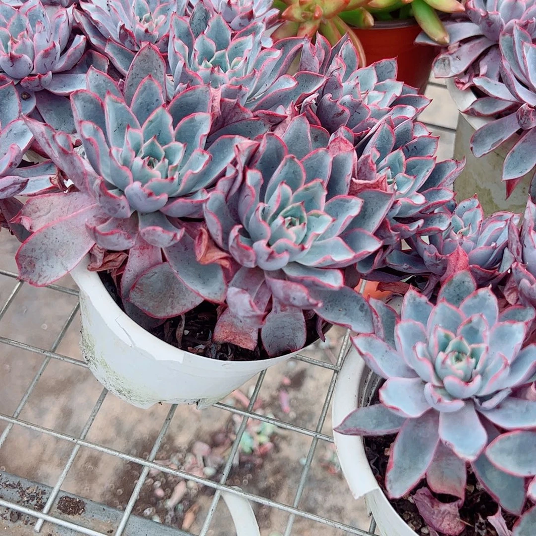 小叶赫拉多头群生老桩特价