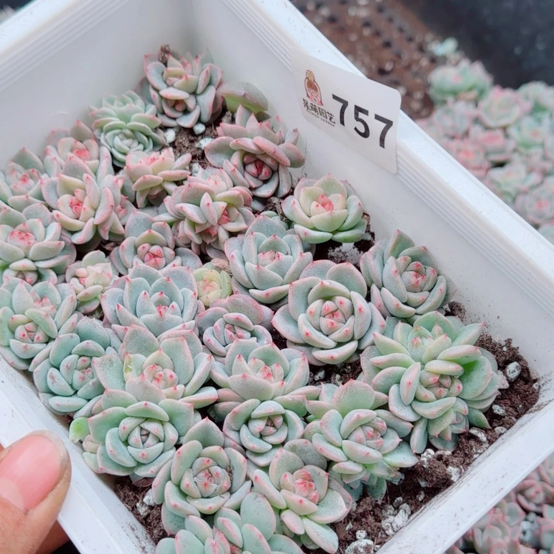 邹***阿多肉植物多肉植物