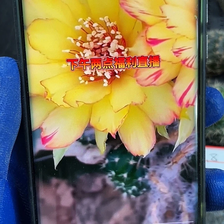 花妖侧芽4-5公分满18包邮