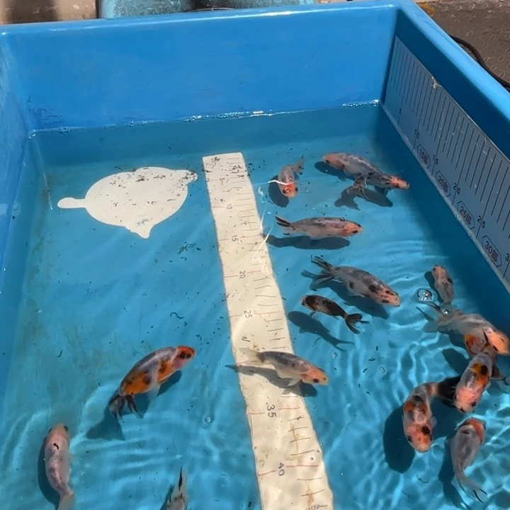 金鱼兰寿福利随机发