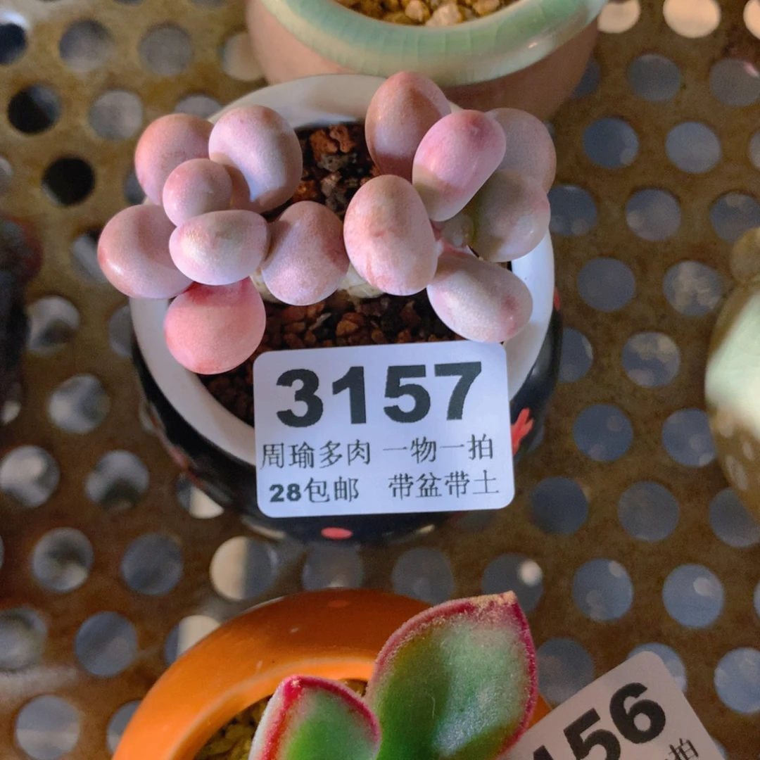 5厘米盆精控多肉3157