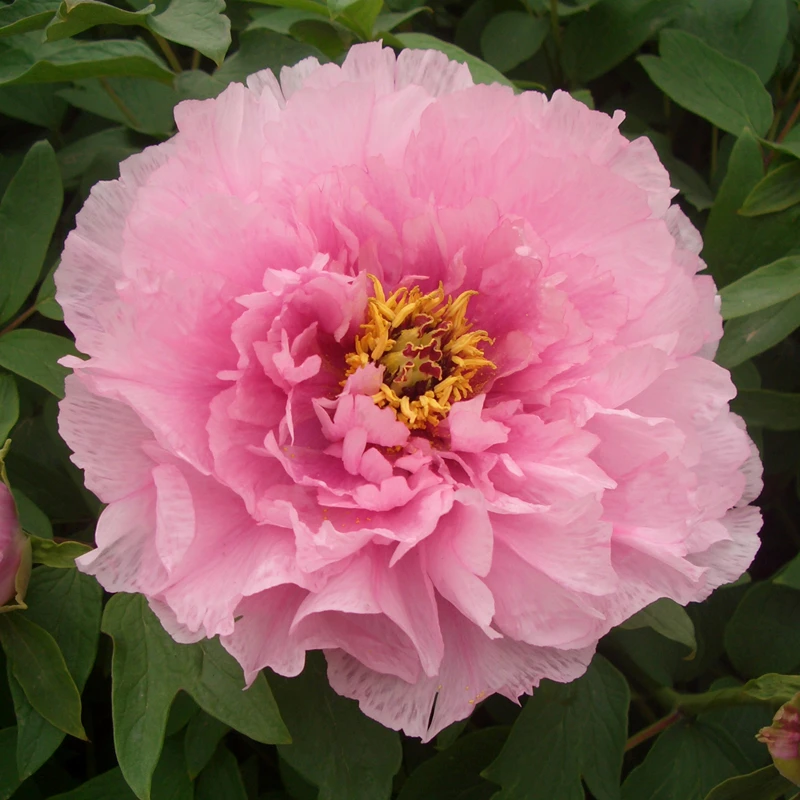 【百鸟朝凤】牡丹花苗【10-12个分枝】带花苞阳台庭院牡丹花树苗