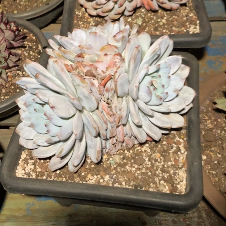 卖肉特价活动开始了