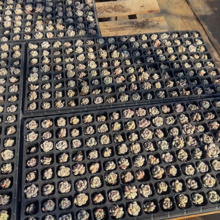 开业福利小脸星影一整盘120颗