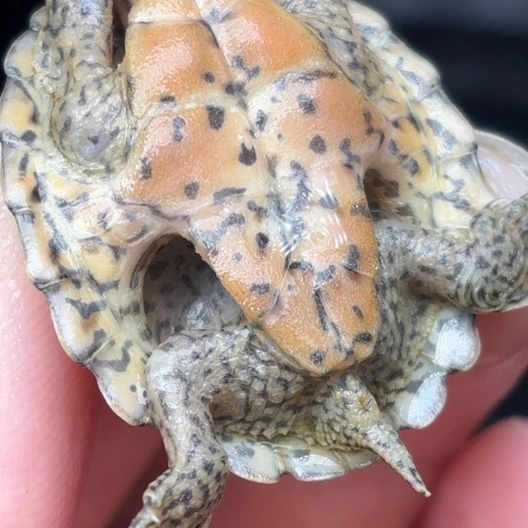 不分公母宠物龟全品双满文粗纹鼎级黑刀