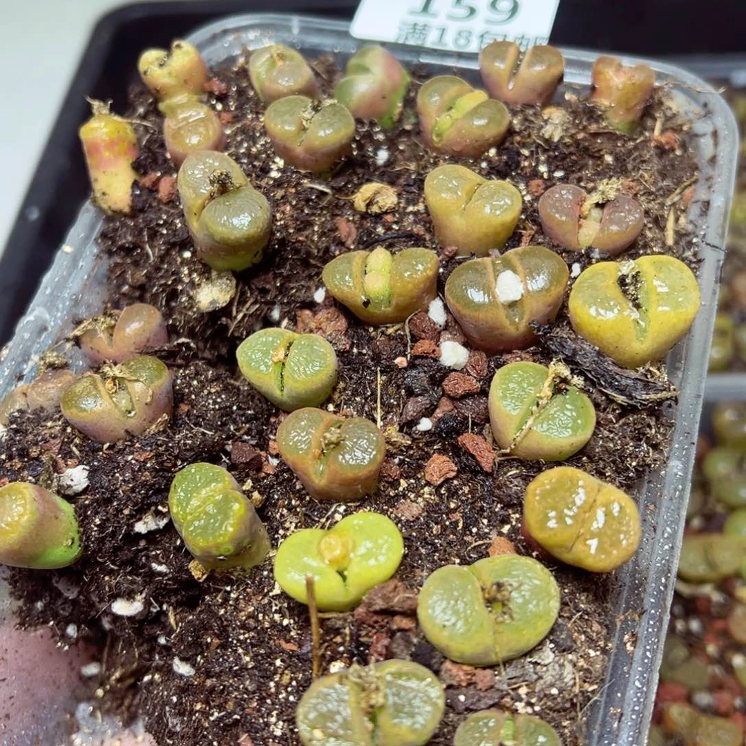 【闪购商品】 159.