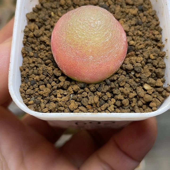 佳人园艺多肉生石花灯泡692