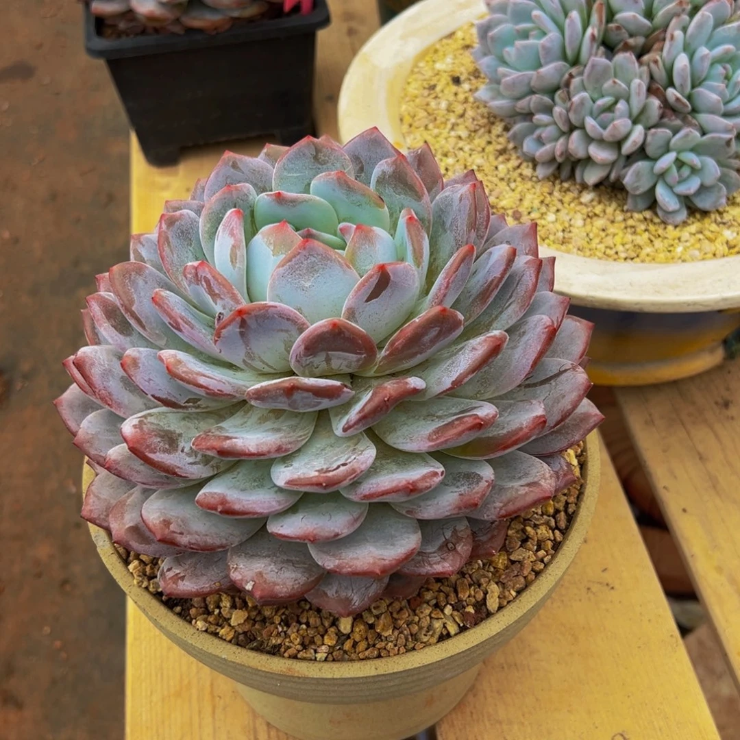 大***鱼遇见多肉园艺大黄鱼星影