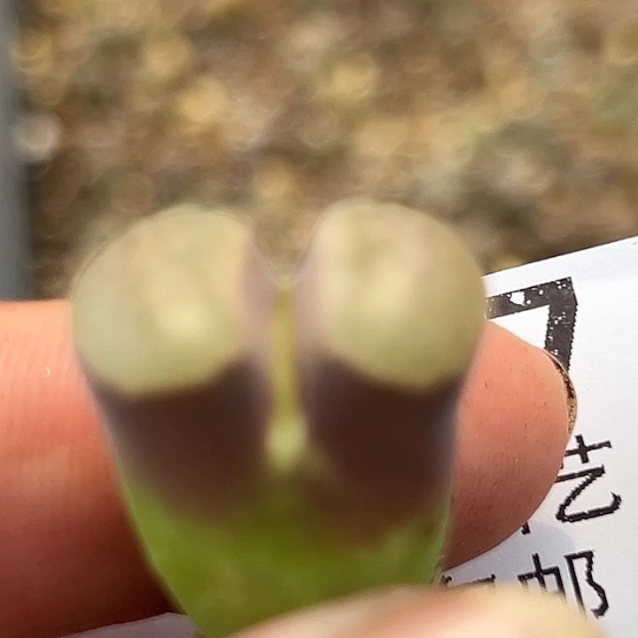 不***一927号磁铁风铃多肉植物