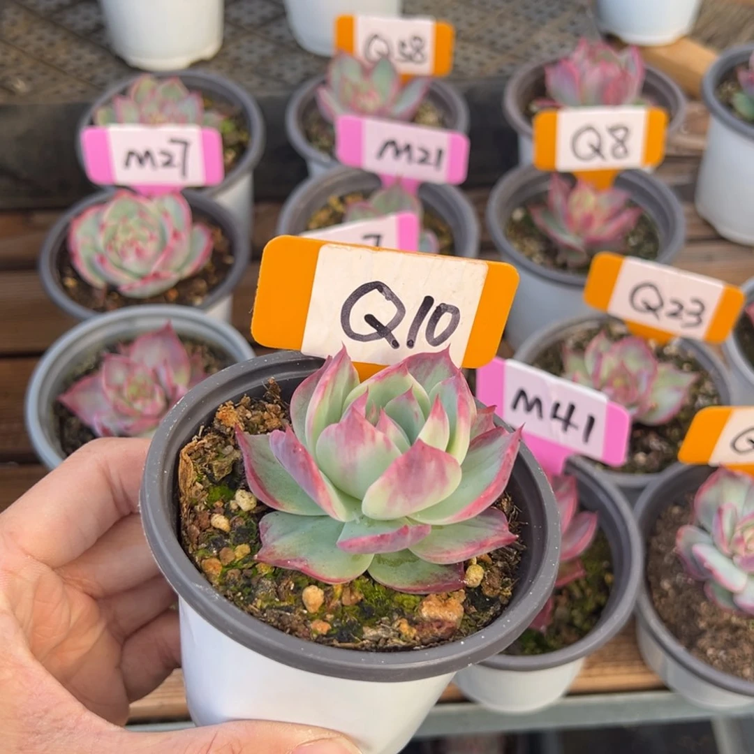 ?***✌Q10惊鸿单头多肉