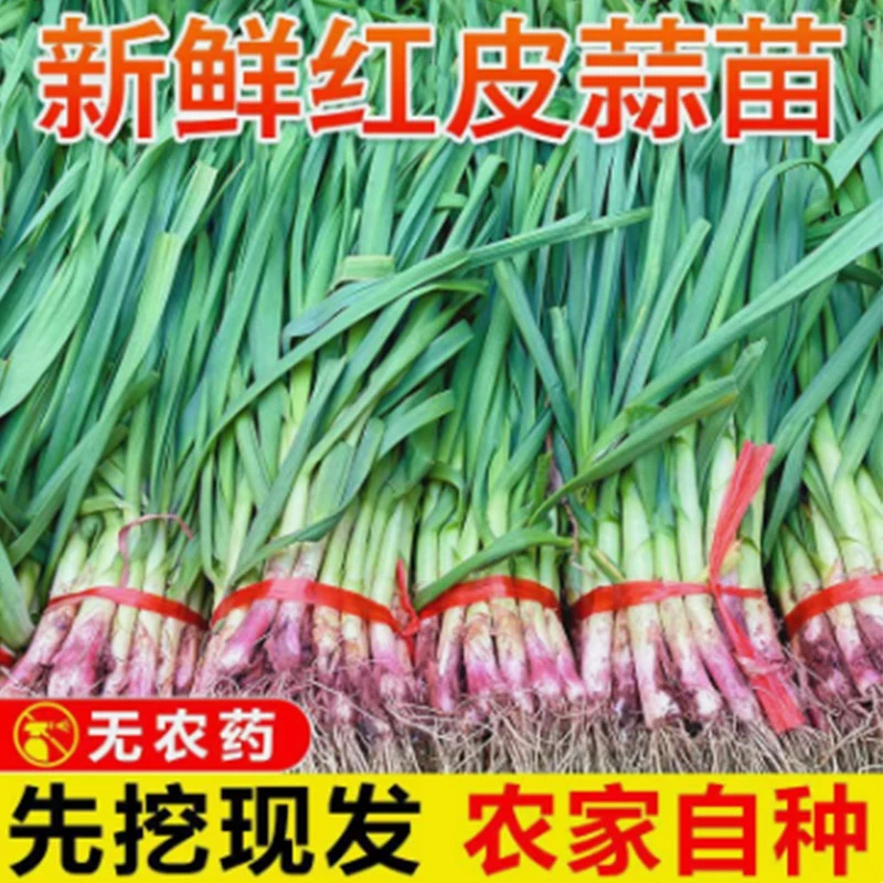 农家新鲜现挖现发红皮蒜苗紫红皮蒜苗现挖蔬菜地头直发