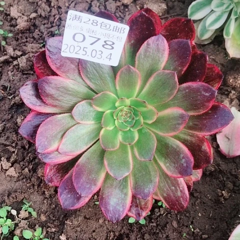 3.4-78炫彩多肉植物