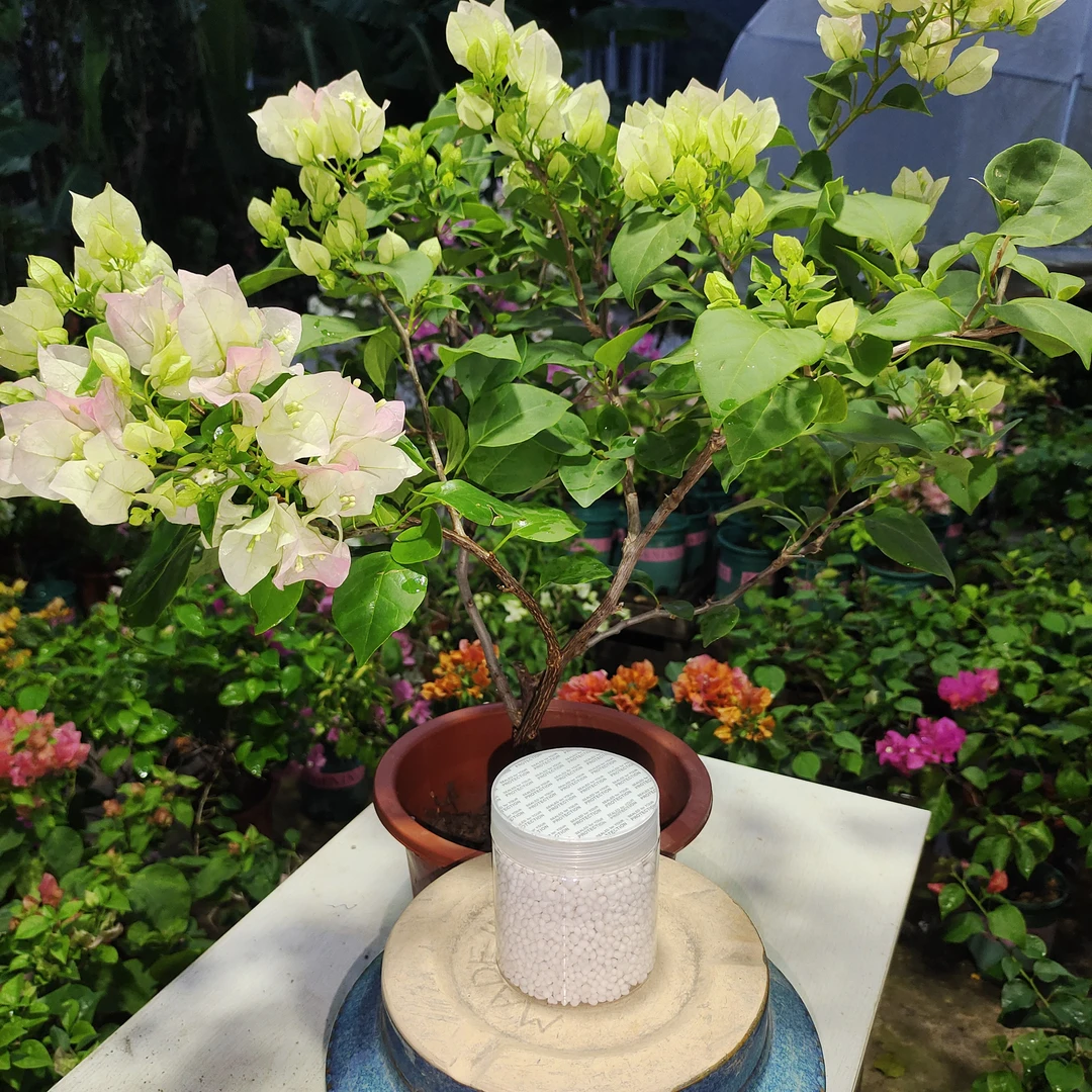 三角梅基地专用肥