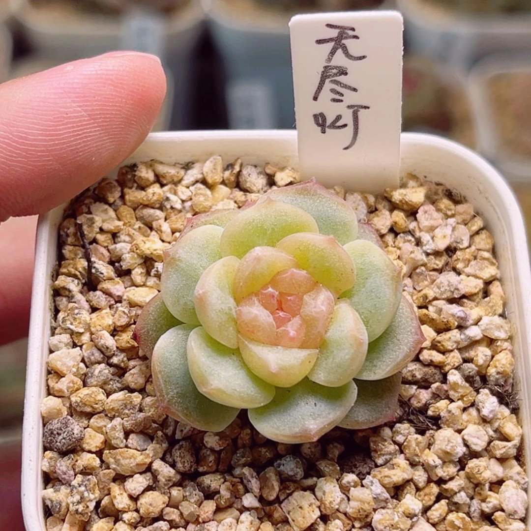 J849一物一拍 无尽灯