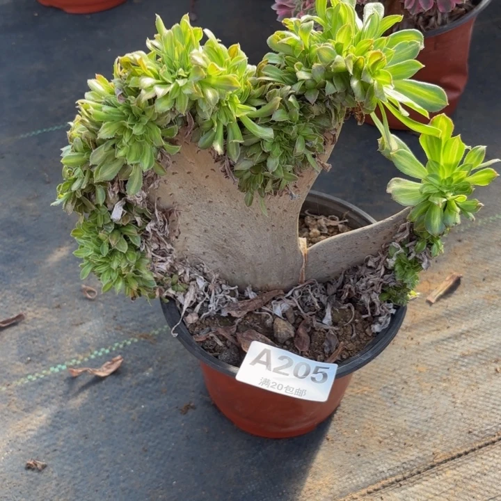 瑞妈，。。。。。205。。。