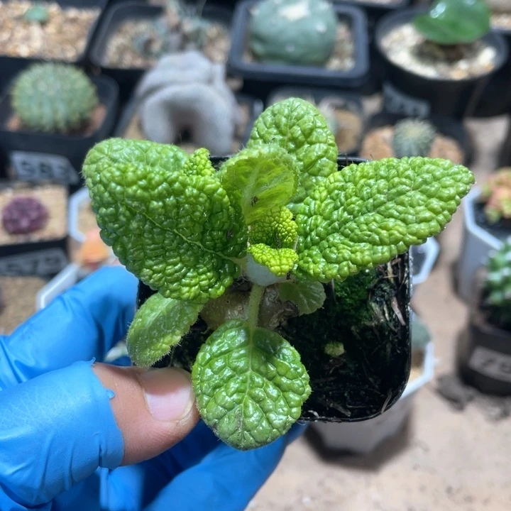 大*674断崖王子块根