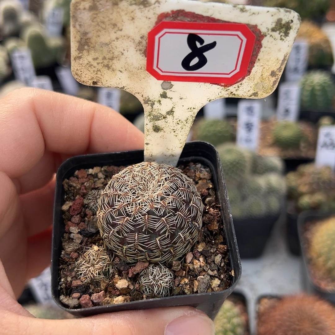 像***过8往事多肉园仙人球开花了