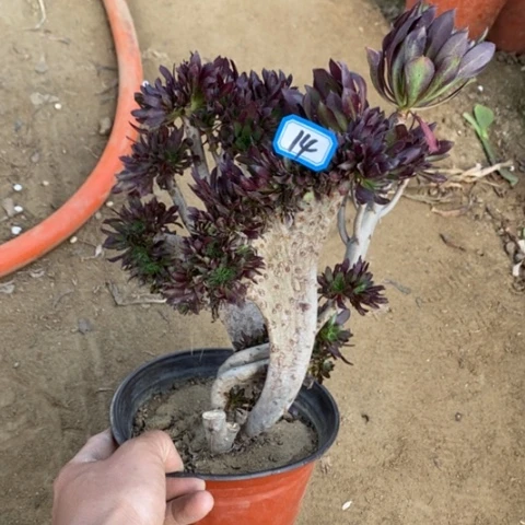 黑法师缀有断一物一拍