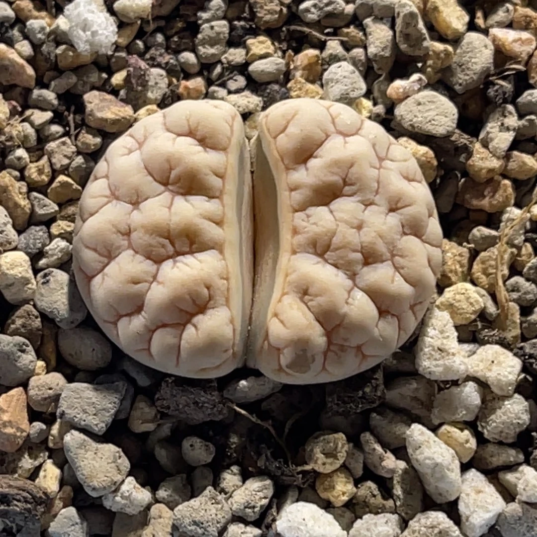 3972白底凹凸189尺寸2.6