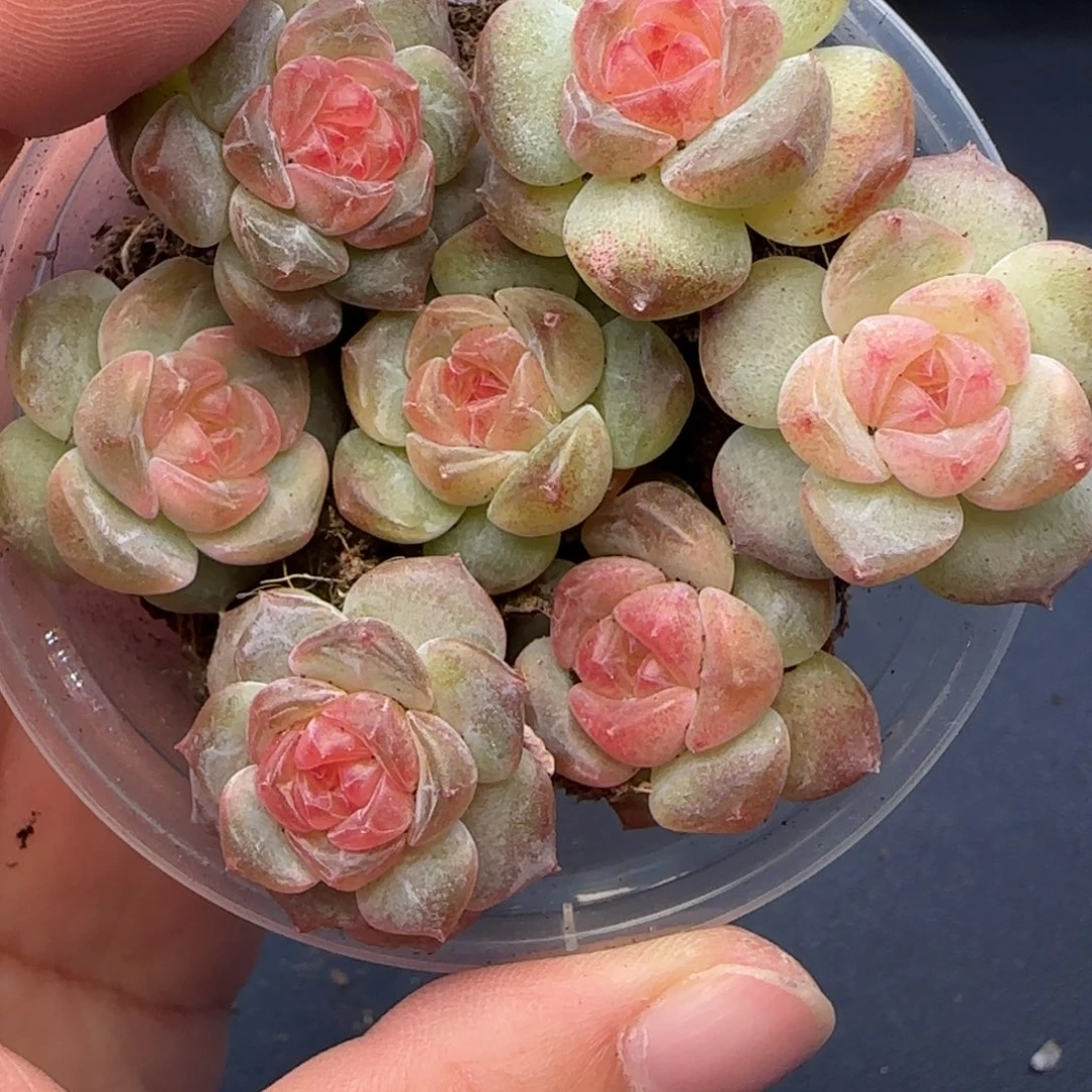 【满29包邮非偏远】050一盒糖心卡拉米