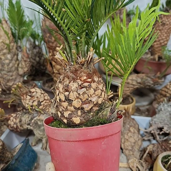 用***1无花朵白鳞铁盆景基地价格