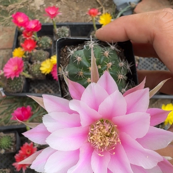 236丽花根掰花脱土发货瘦软伤