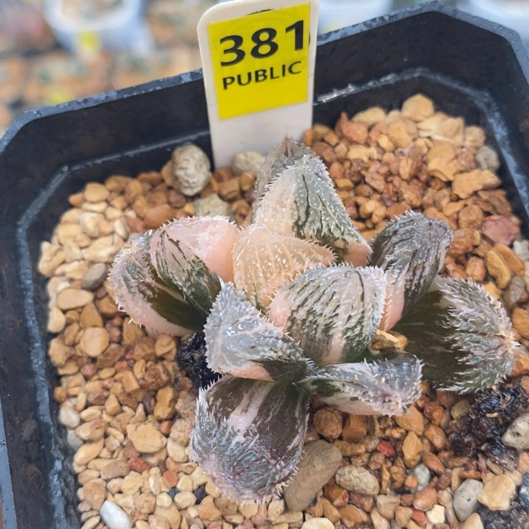 不开花植物381狼珠