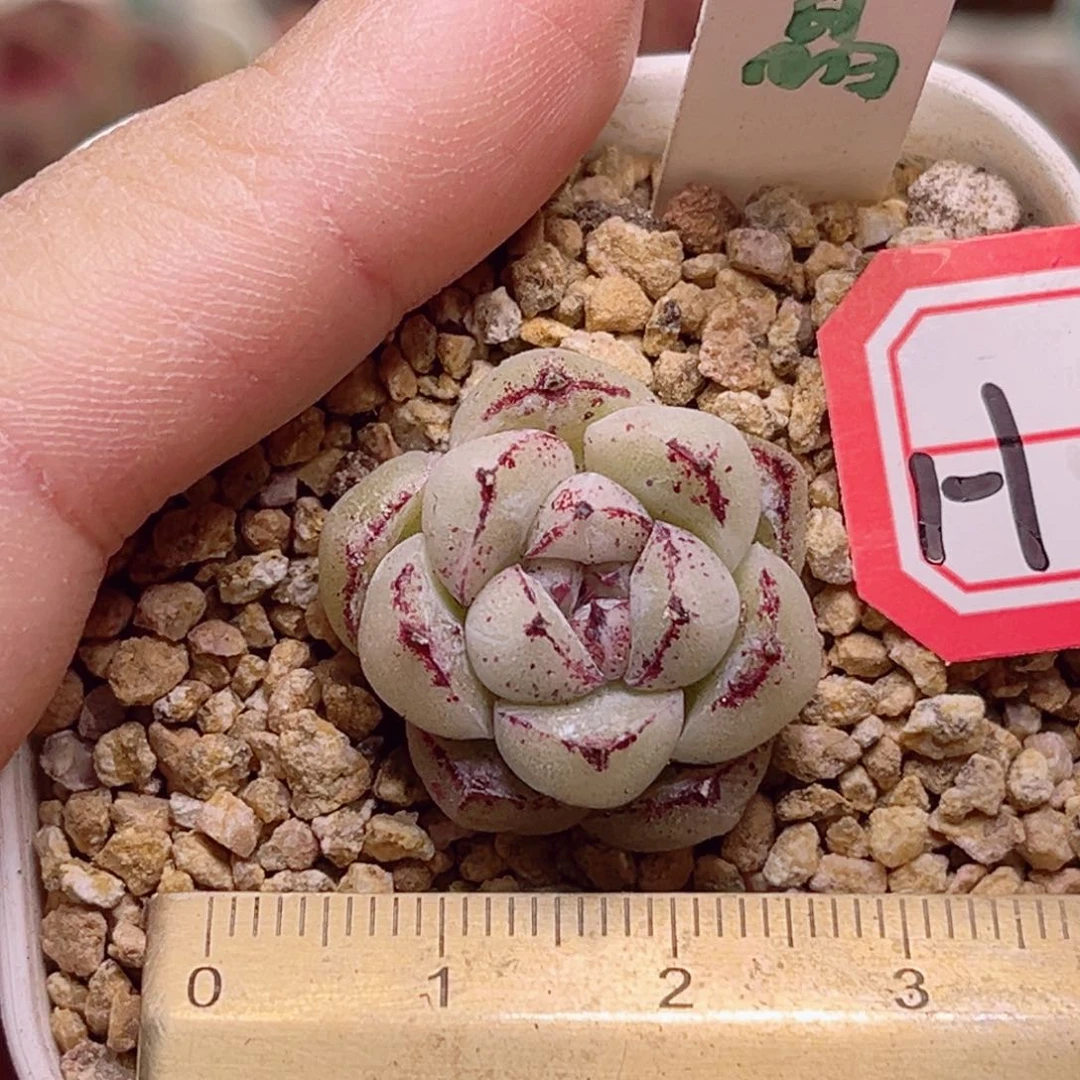 H608一物一拍 赤水晶