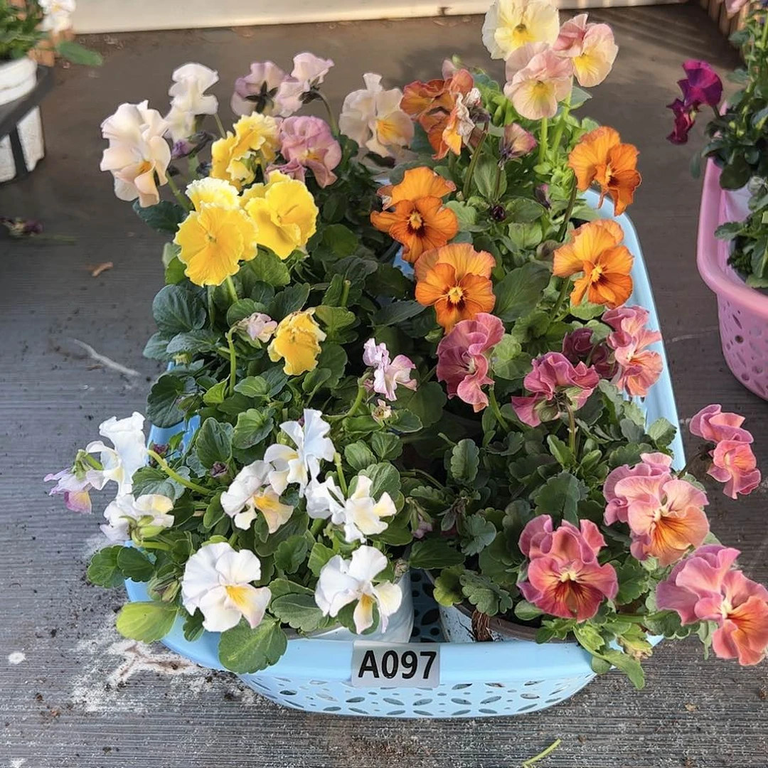 【闪购商品】097号