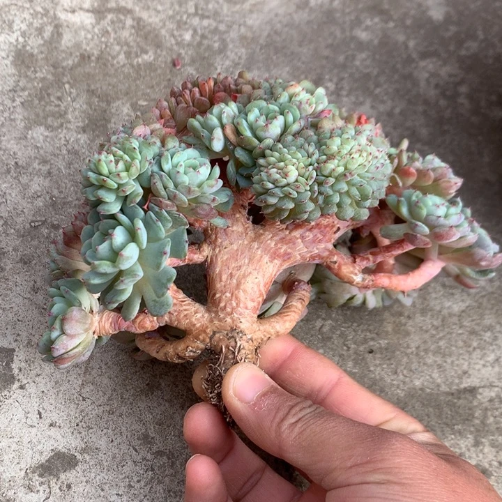 多肉植物白胖子树缀