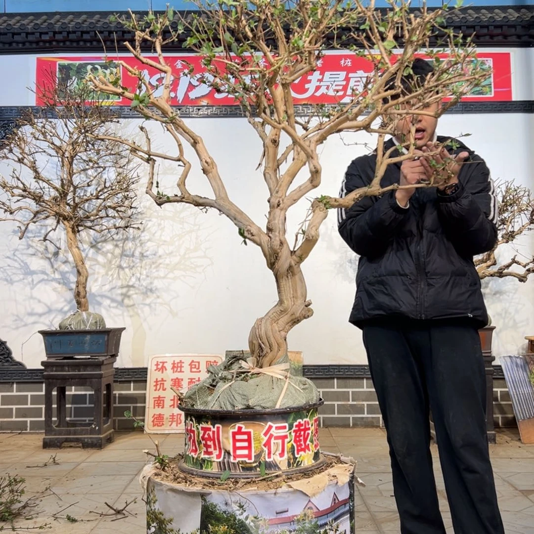 无花朵金银开开花2589658999