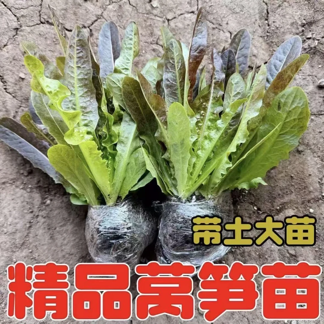 莴笋苗秧苗青皮青肉莴笋苗红皮尖叶圆叶秋冬耐寒蔬菜苗莴苣苗秧苗