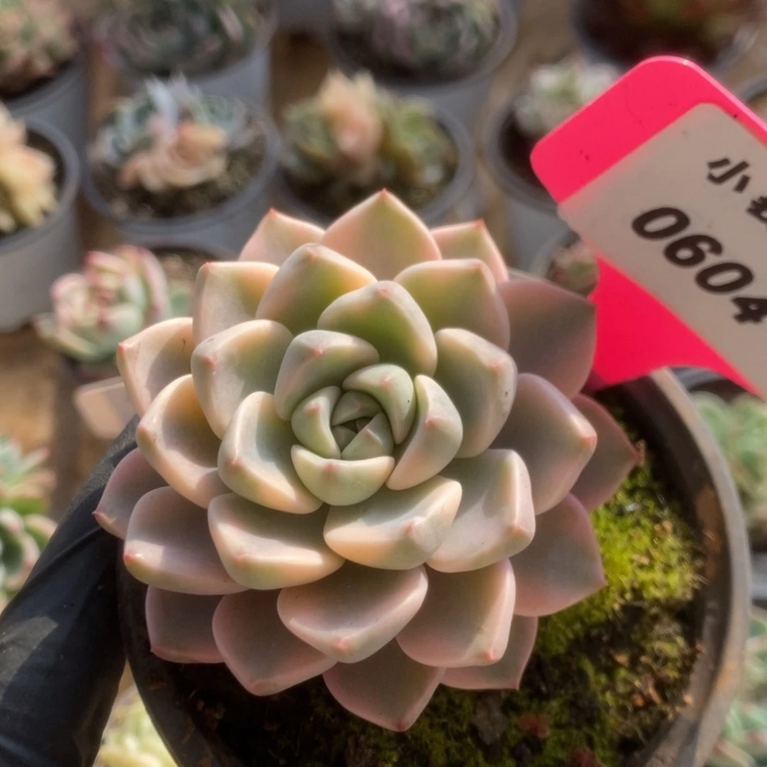 604红粉佳人锦锦锦锦锦锦