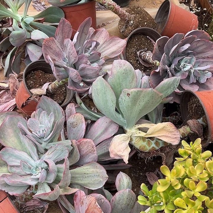 第***毛荷兰玫瑰景10颗88.88多肉植物有虫