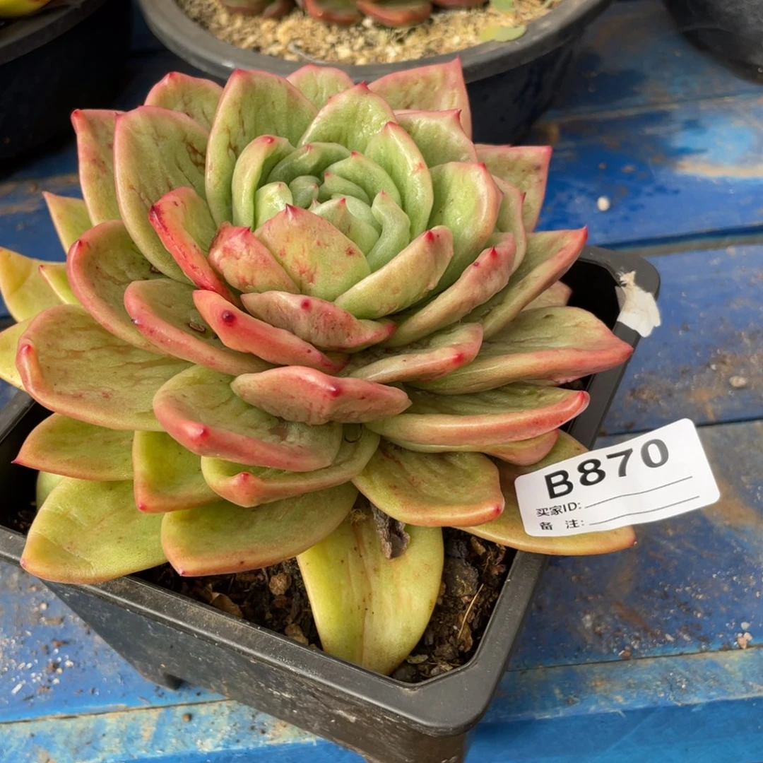 无花朵若如东云组拍B870