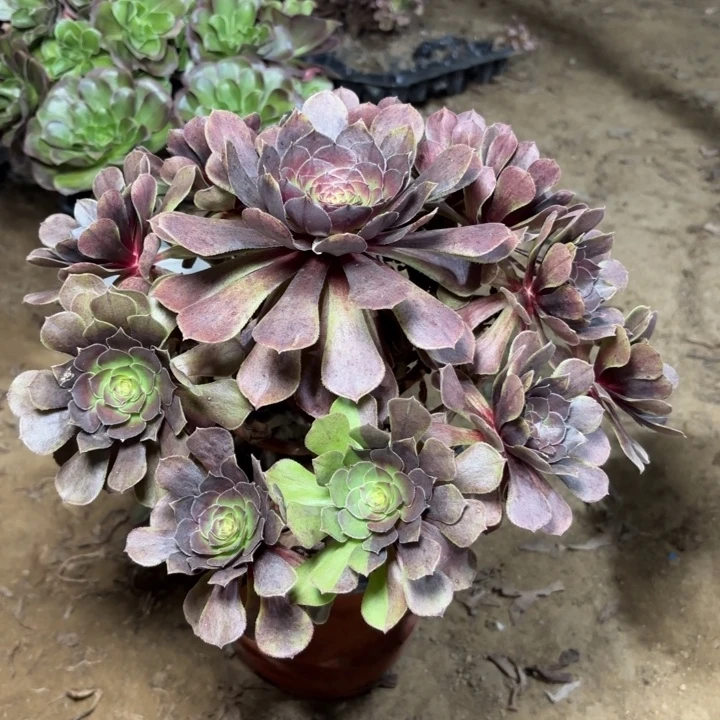 多肉植物法师万灰变异31