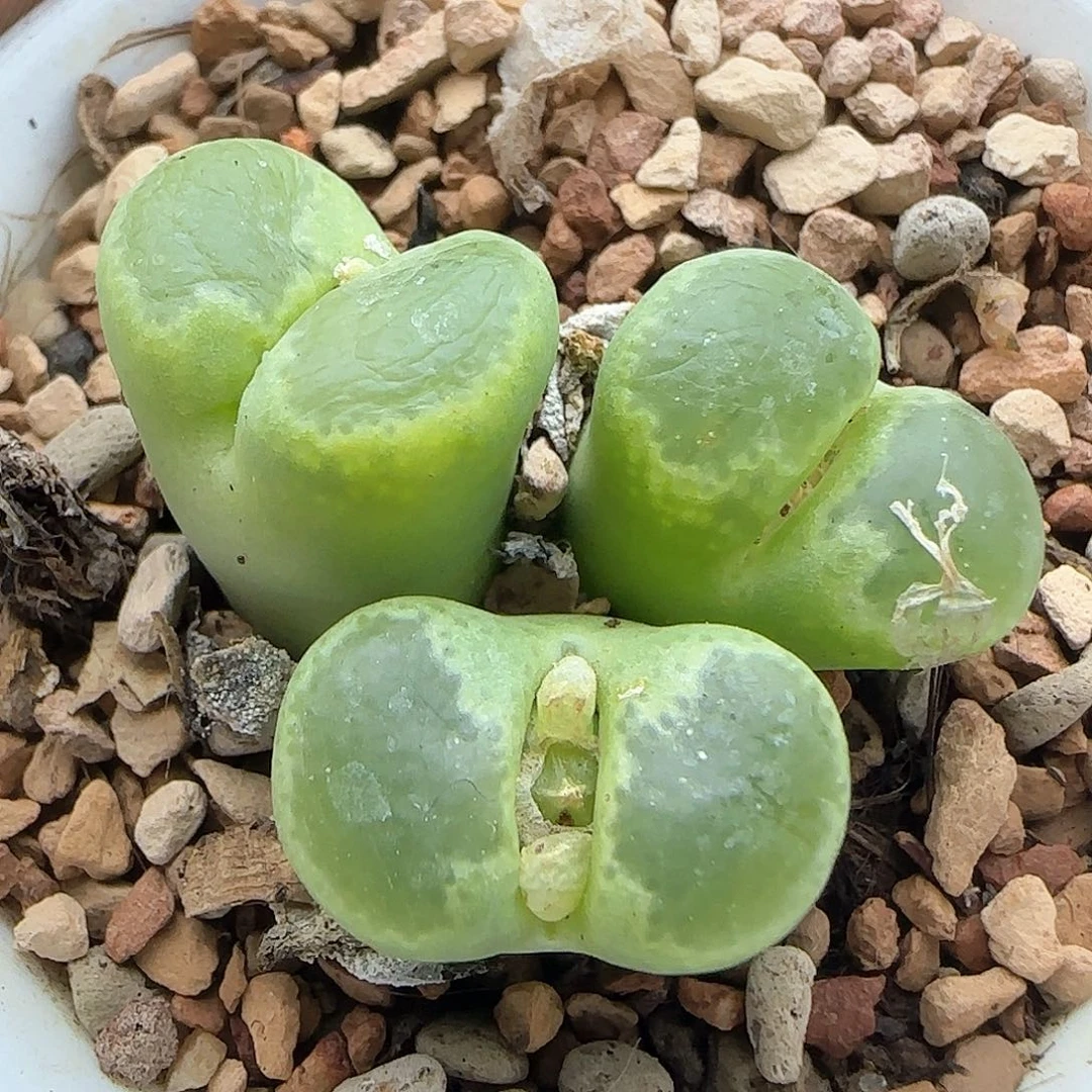 脱土年后发货24575