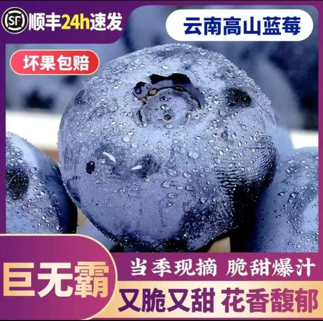 16盒 头茬特大果花香蓝莓 当天现摘现发20-16mm 顺丰冷链送货上门