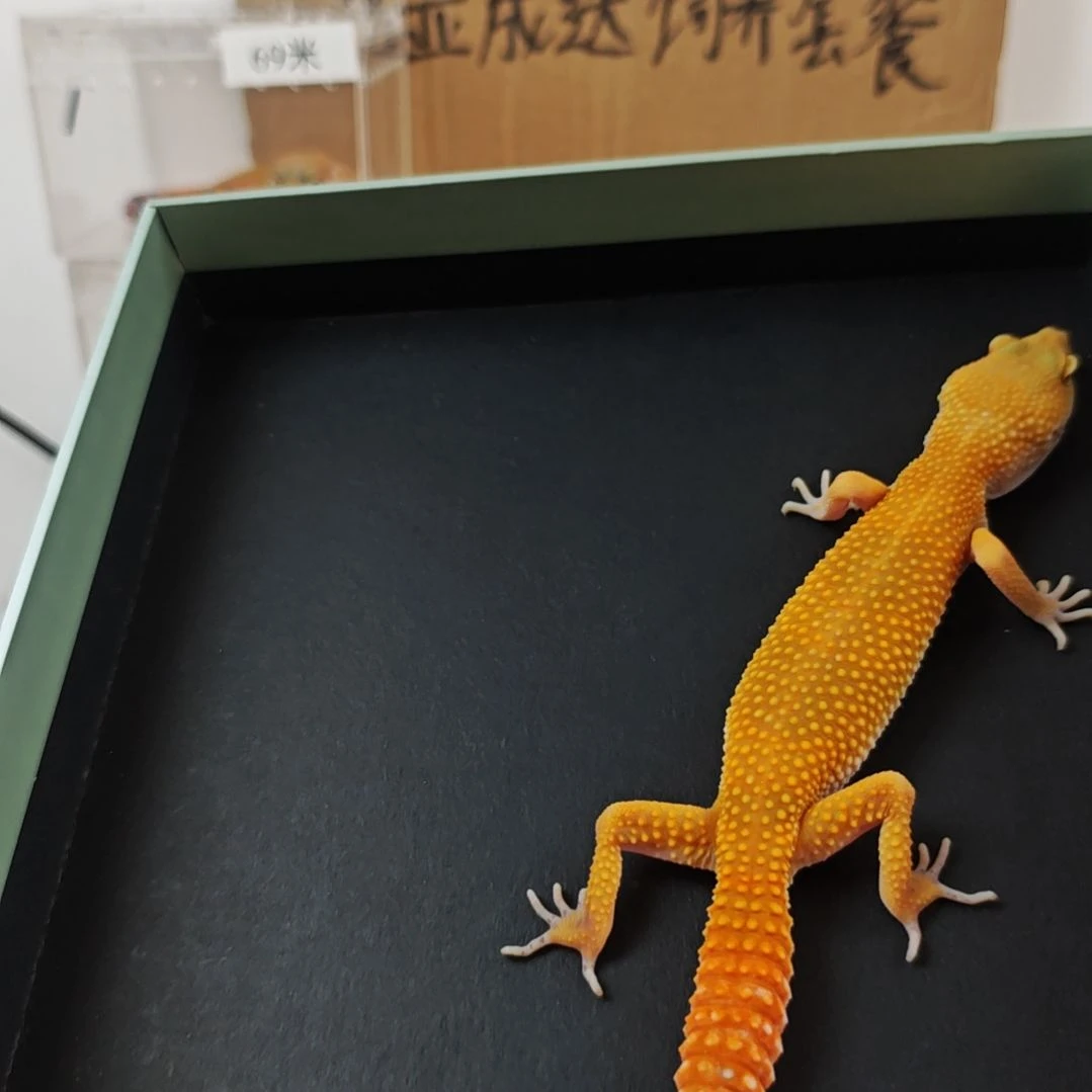2号蜜橘亚成79价格