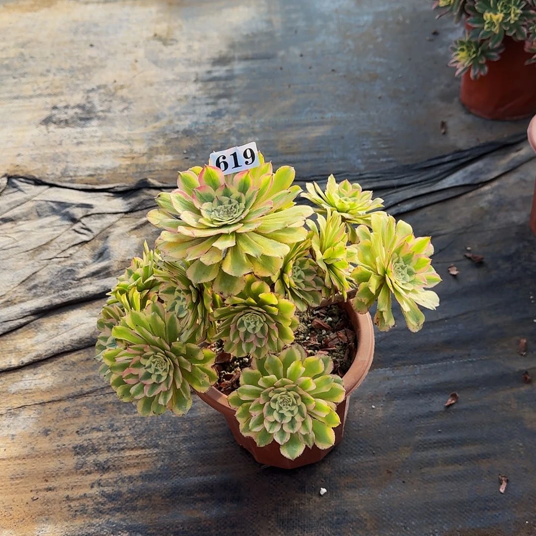 尹***。0000619黛玉多肉法师