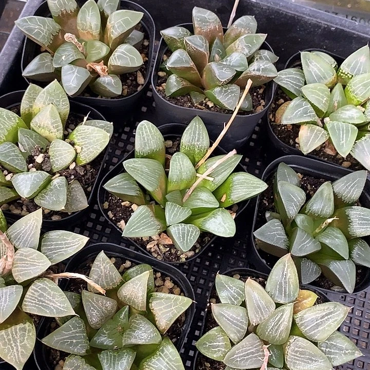 17586十二卷实生一颗