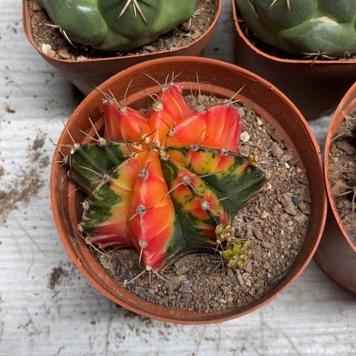 实生牡丹锦特价福利