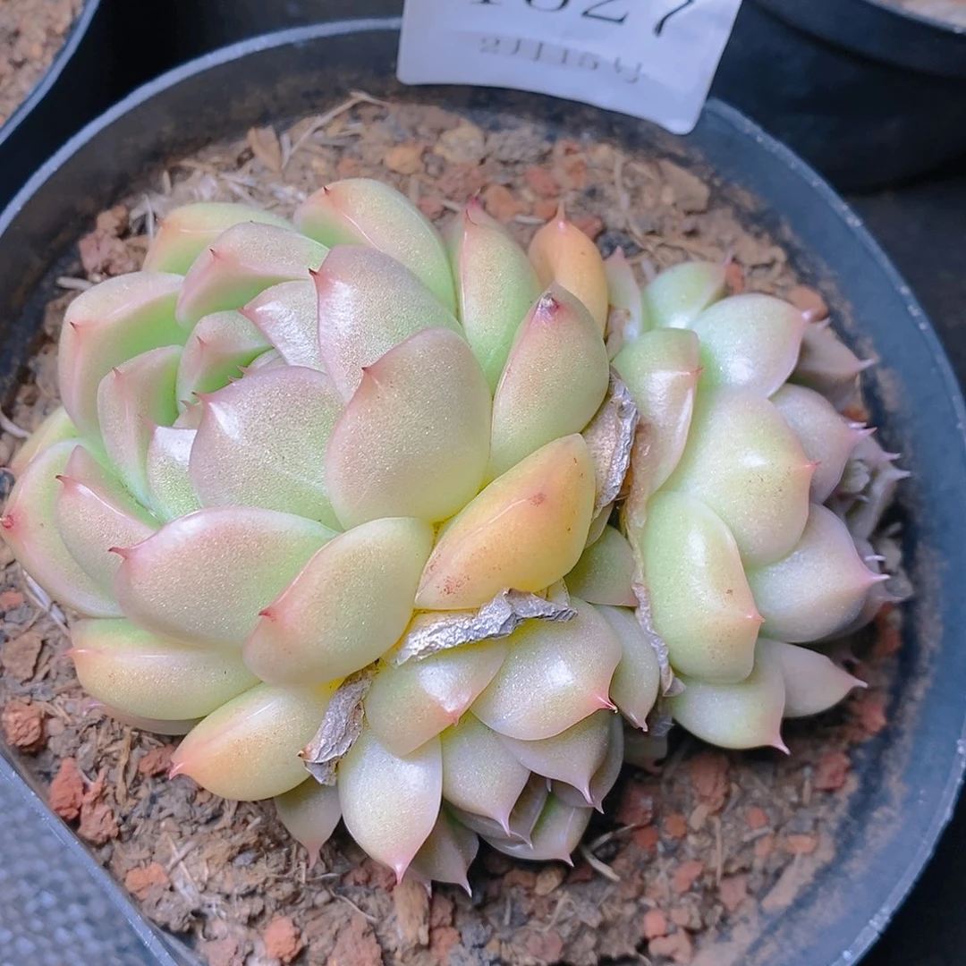 【闪购商品】云1327