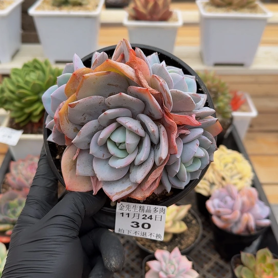 1124-30奶茶群生a