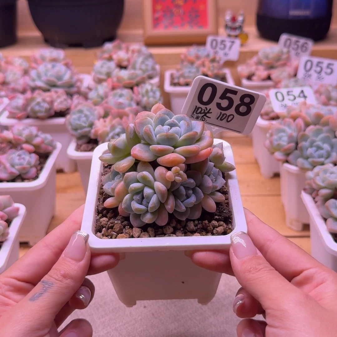 058号冰玉群生10头