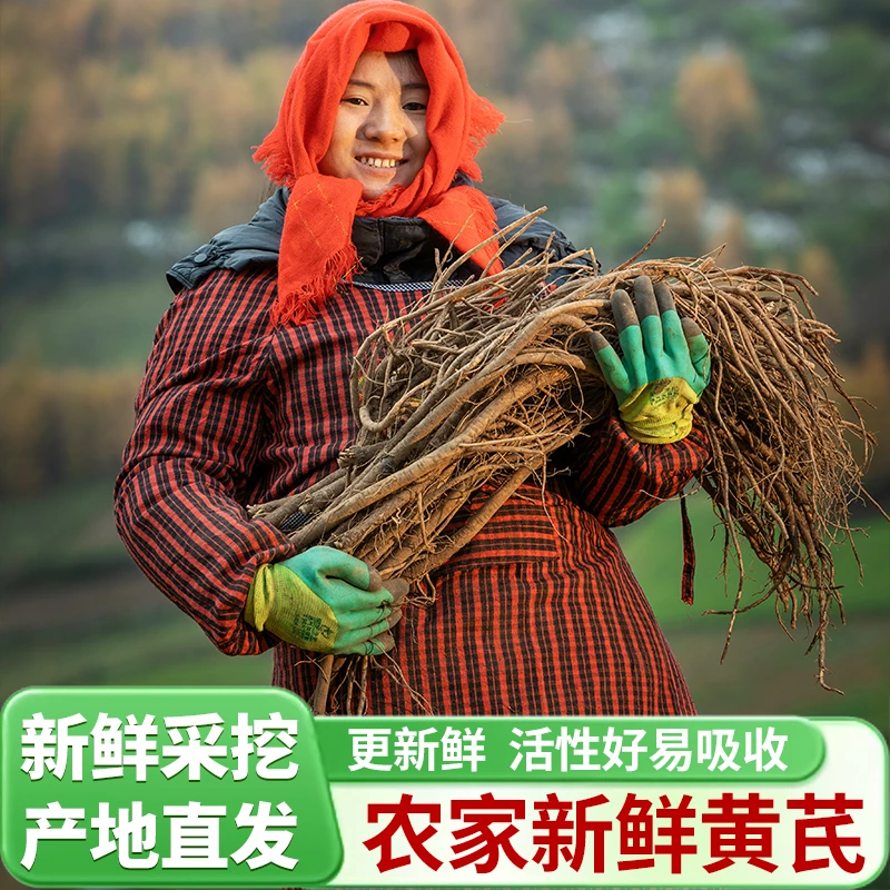 京东包邮【新鲜黄芪】甘肃岷县黄芪自然生长煲汤炖汤产地现挖500g