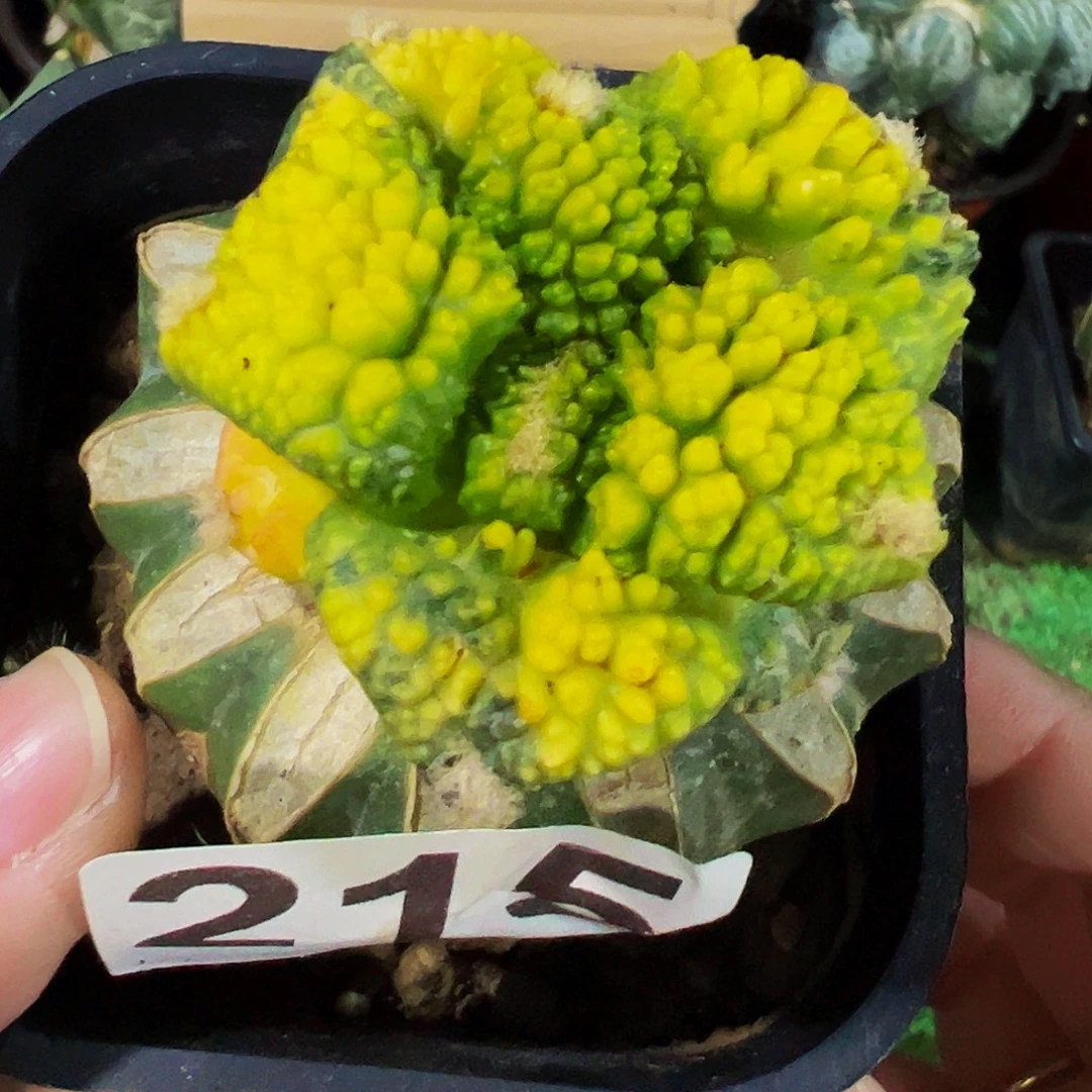 无花朵哥斯拉牡丹锦215