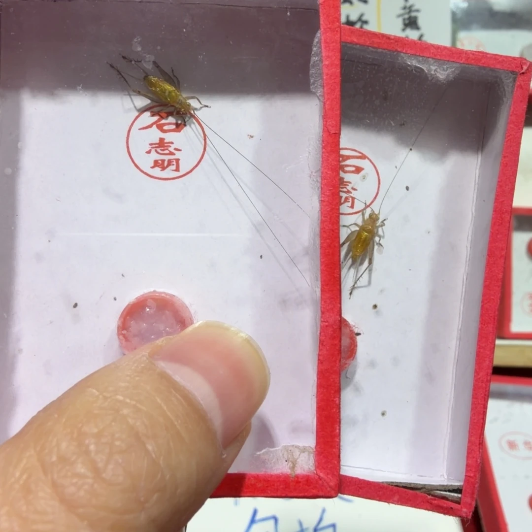 蟋蟀石大黄两条包邮