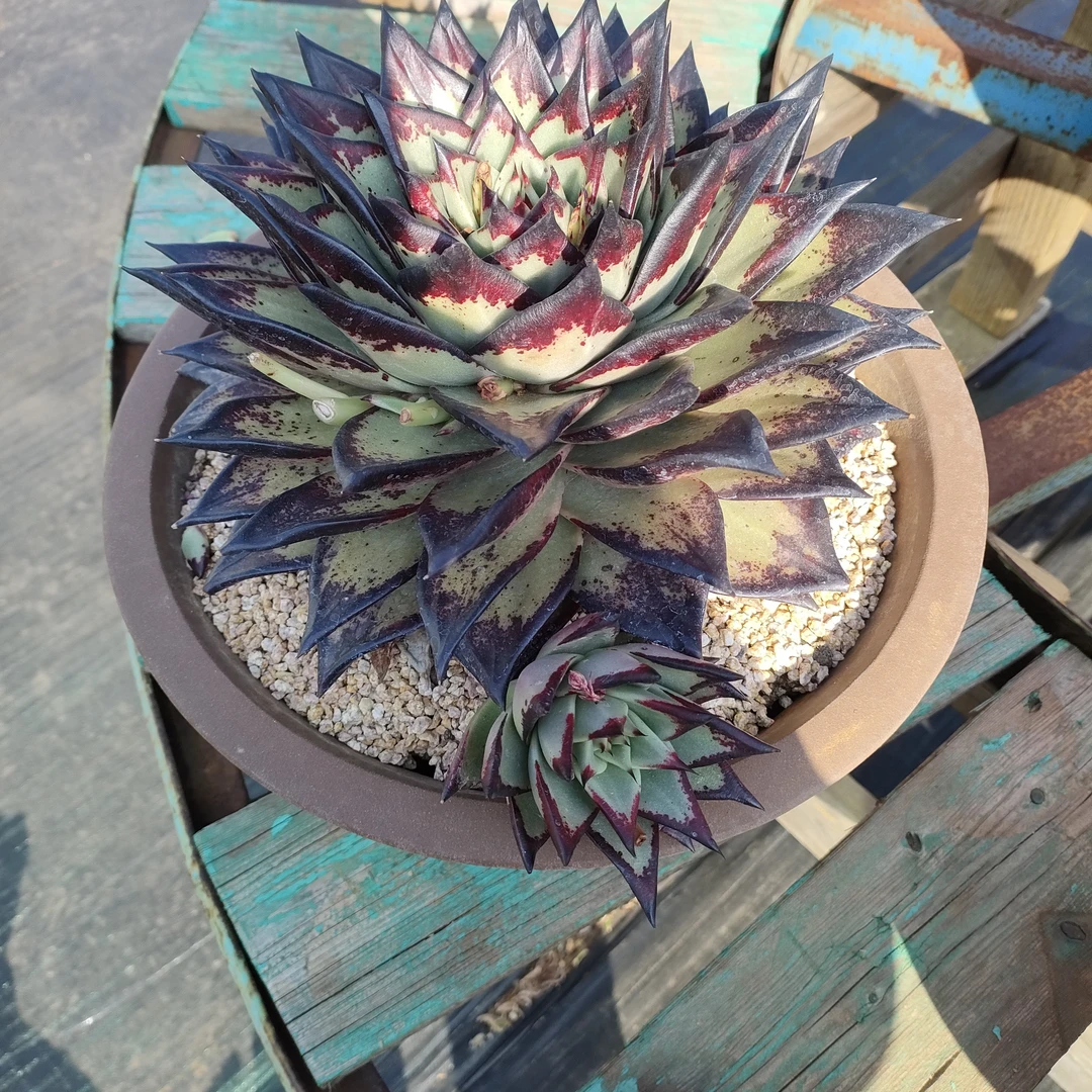 二号连接汇园淘直播连接商品可选老庄系多肉