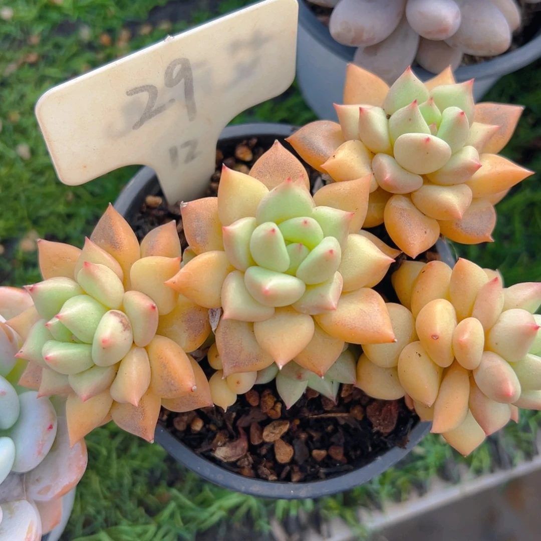 福利来了来了来了来啦来